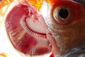 بیماری های مشترک بین انسان و ماهی های آکواریومی