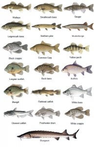 انواع ماهی کپور