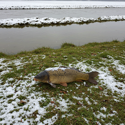 ماهی کپور در زمستان